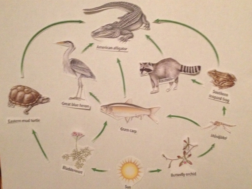 Everglades Foodweb Activity Ecosystems How Everything Works Together